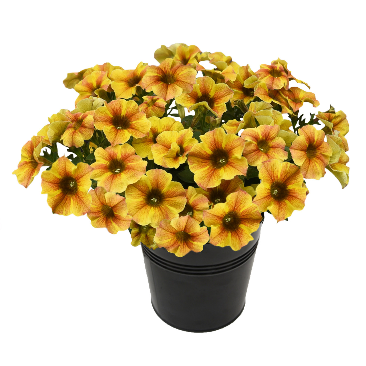 Petchoa BeautiCal Caramel Yellow подрощенный черенок