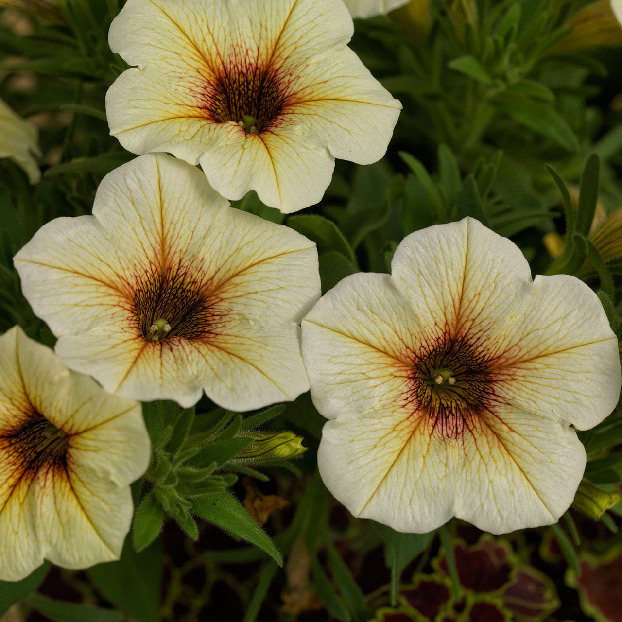 Petchoa BeautiCal French Vanilla