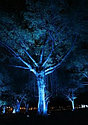 Светодиодный светильник для освещения деревьев 12Вт - Теплый белый, фото 5