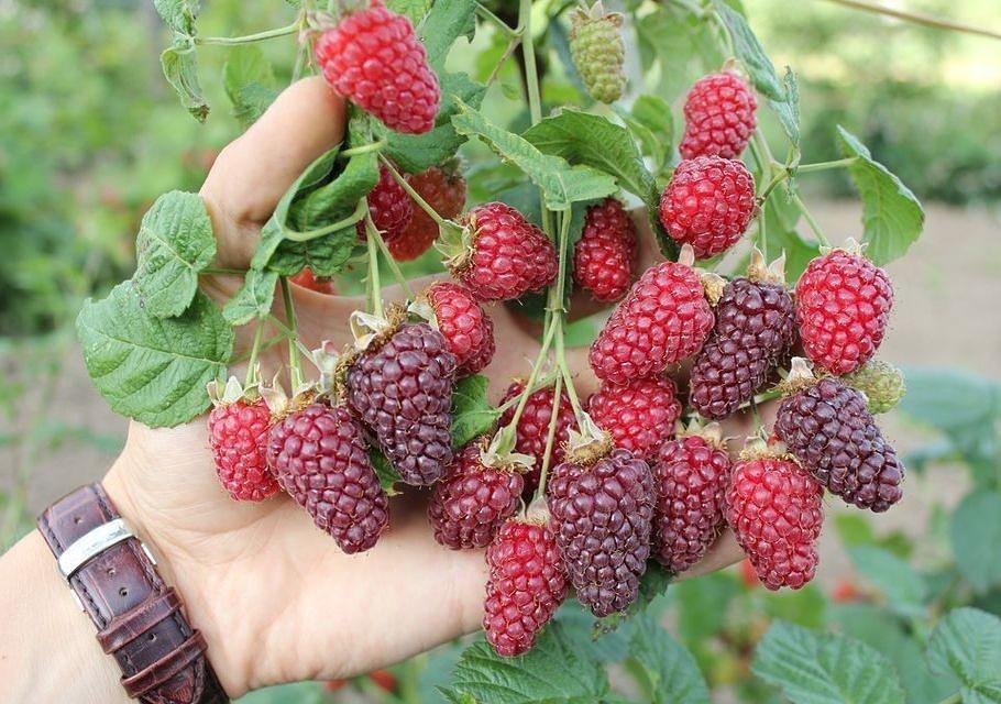 Ежемалина "Тайберри" с3, фото 1