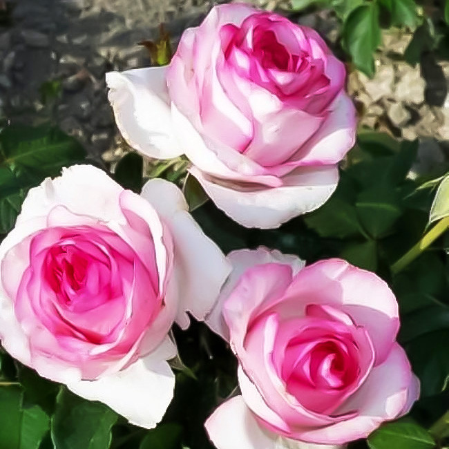 Корни розы чайно-гибридной "Белла Вита"Открытая корневая