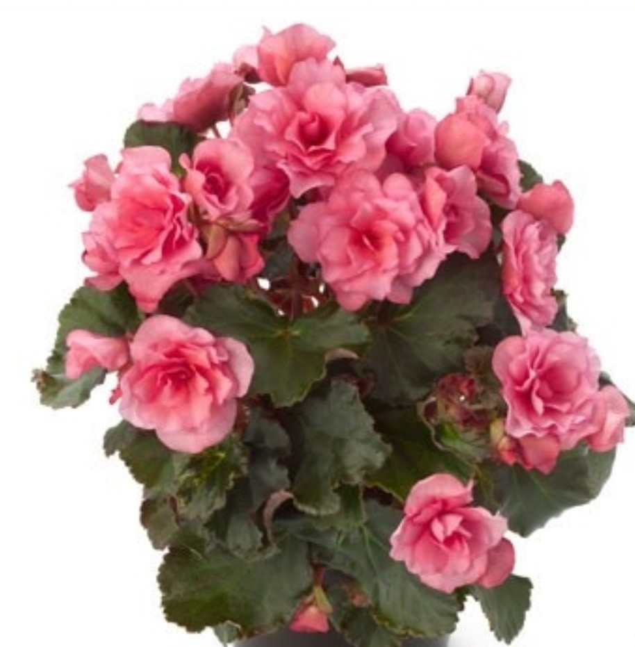 Elatior Glory Pink N332