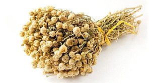 Адраспан, гармала обыкновенная