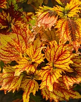 Колеус "Русская парча" /укорененный черенок