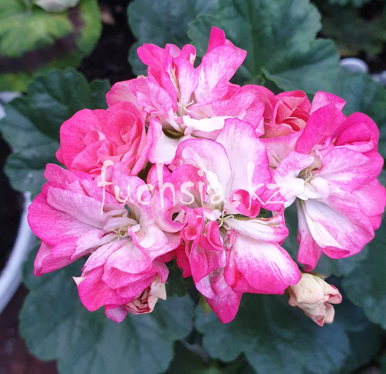Dusty Rose