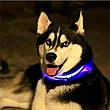 Светодиодный ошейник для собак usb, цвет голубой, размер XL, фото 2