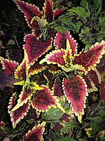 Колеус El Brighto/укорененный черенок