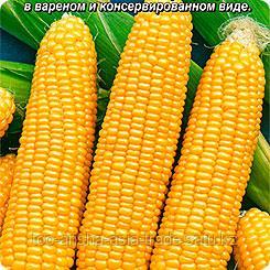 Рассада кукурузы