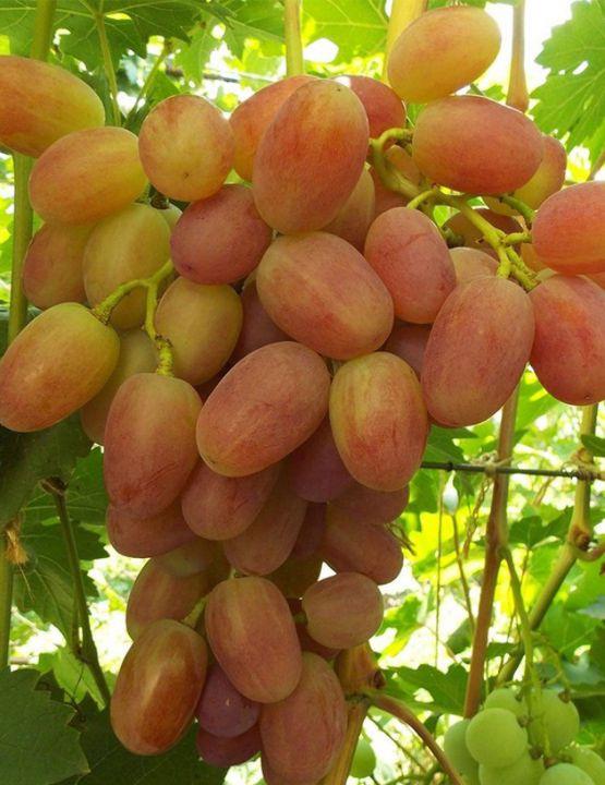 Виноград сорт Сенсация