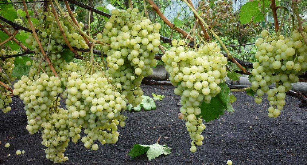 Виноград сорт Супер Экстра