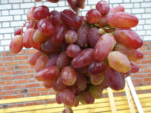 Виноград сорт Юлиан