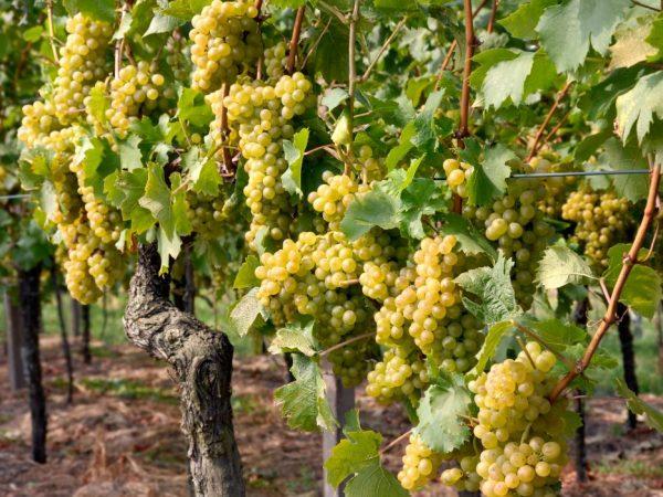 Виноград сорт Гечеи Заматош