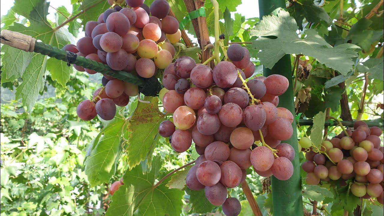 Виноград сорт Лада Т