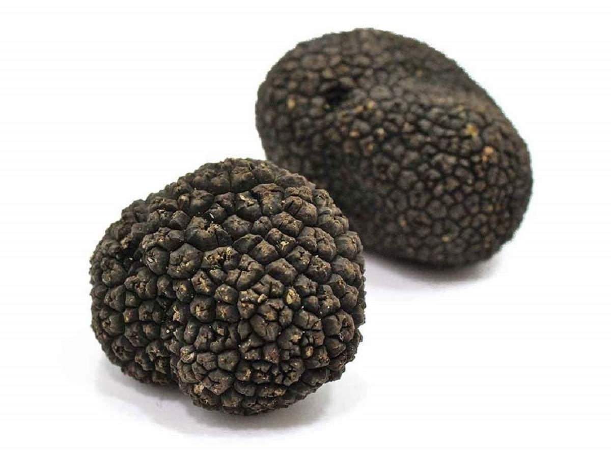 Черный перигорский трюфель