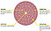 Абразивный круг Sia 1950 Siaspeed S-perfomance диаметр 150 мм, Velcro, 81 отверстие P100, фото 9