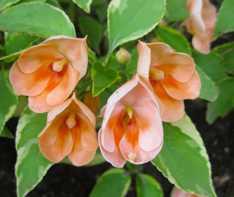 Impatiens Fusion peach frost/укор.чер. - фото 2 - id-p75140385