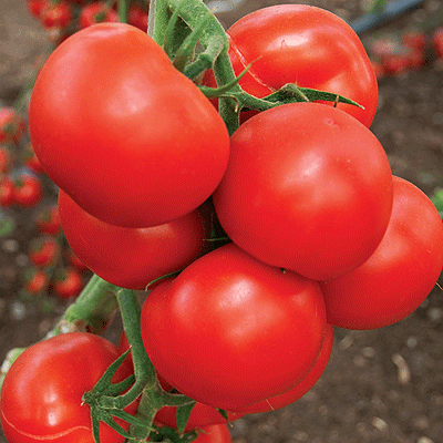 Семена томат Изящный F1 500шт "Поиск" Россия - фото 1 - id-p59232328