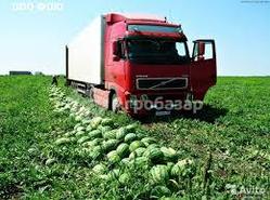 Прямые  поставки арбузов