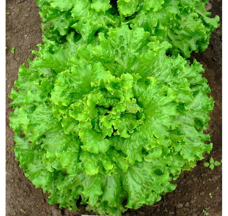 Семена салат Одесский кучерявец весовые - фото 1 - id-p75508624