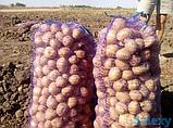 Оптовые поставки картофеля  из Египта, фото 5