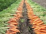 Свежая морковь с оптовой базы, фото 5