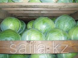 Кабачки оптом
