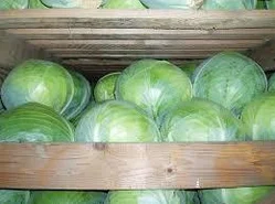 Кабачки  оптом