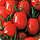 Семена томат Ирэн F1 (1уп - 1000шт) "Поиск" Россия, фото 2