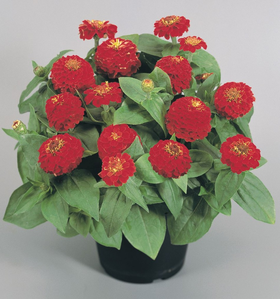 Циния Циннита Скарлет семена цветов Zinnia elegans Zinnita Scarlet 100шт "Поиск" Россия - фото 1 - id-p75596062