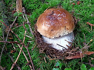 Белые грибы замороженные 4-6 см, фото 2