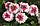 Вербена Обсешн Твистер Ред семена цветов Verbena Hybrida Obsession Twister Red 100шт "Поиск" Россия, фото 2