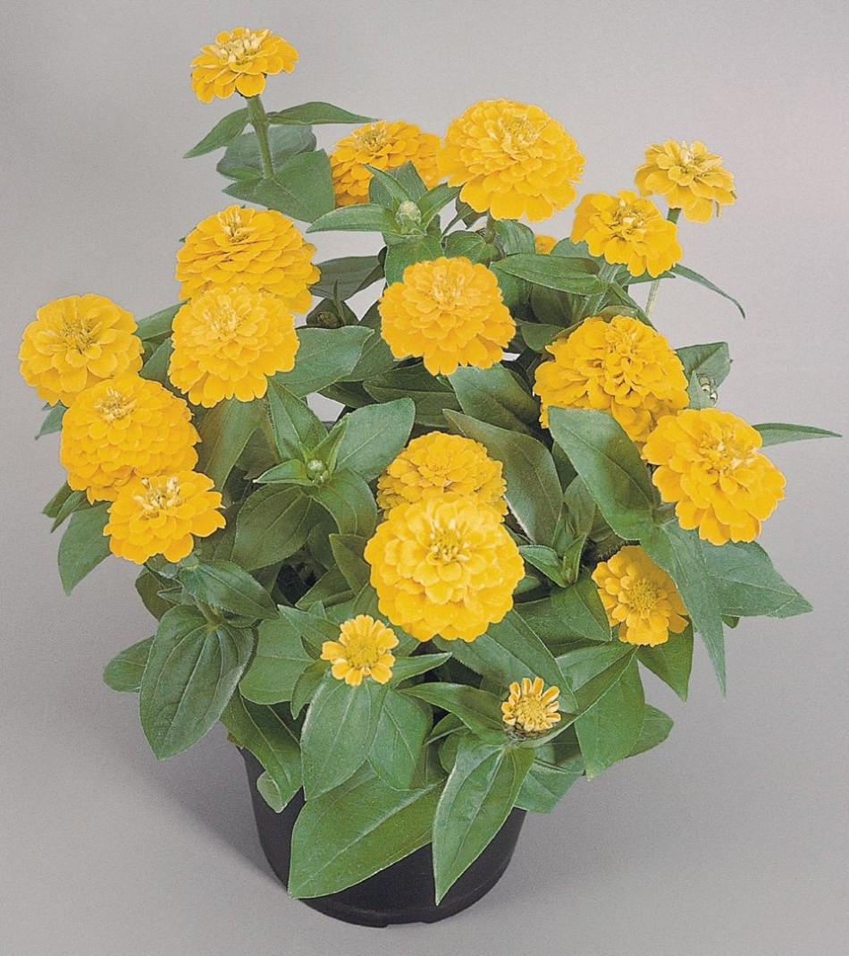 Цинния Циннита Еллоу семена цветов Zinnia elegans Zinnita Yellow 100шт "Поиск" Россия