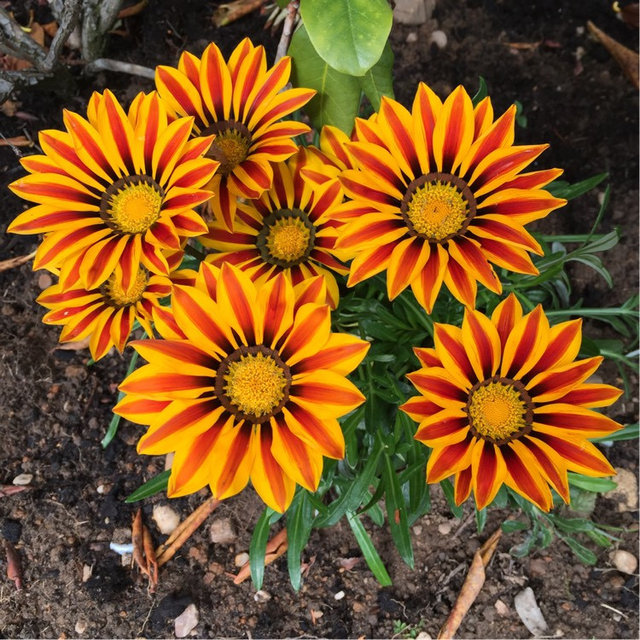 Боа контриктері әйелді жейді (порно)