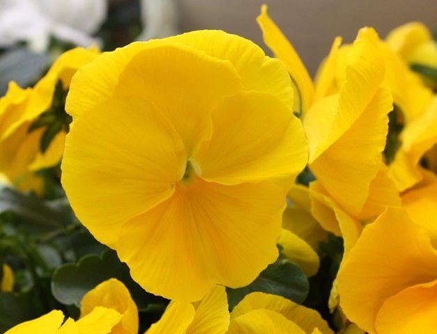Виола крупноцветковая Дельта Еллоу семена цветов Viola wittrockiana Delta Pure Yellow 100шт "Поиск" Россия - фото 1 - id-p75622319