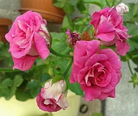 Pac sybil holmes/укор.черенок