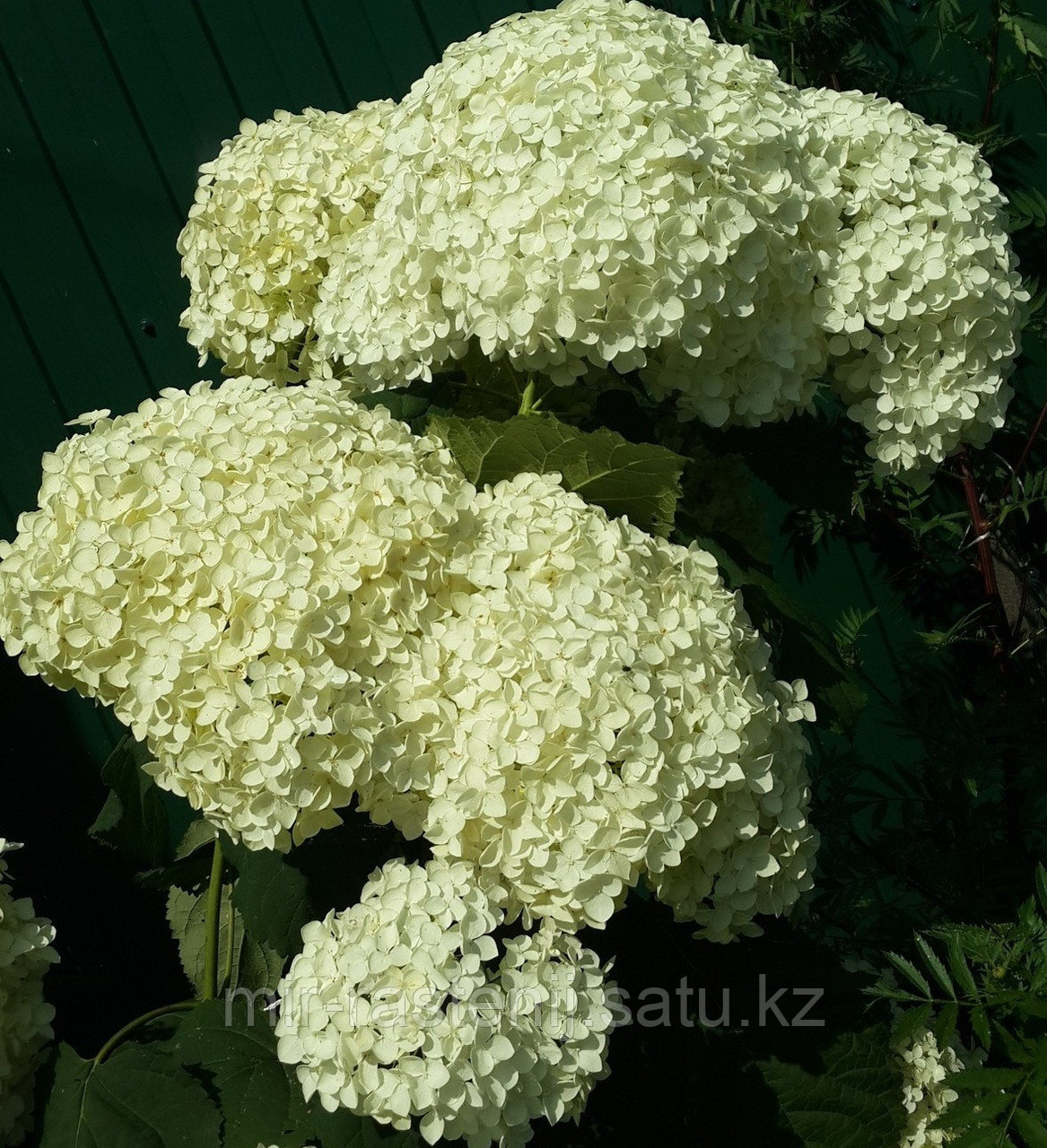 Гортензия древовидная "Анабель" (Hydrangea Annabelle) - фото 2 - id-p75692716