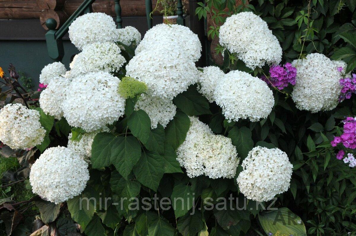 Гортензия древовидная "Анабель" (Hydrangea Annabelle) - фото 1 - id-p75692716