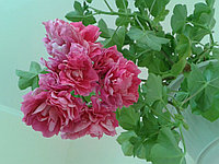 Шығыс қыздарының жалаңаш суреттері Эротикалық реалити-шоулар