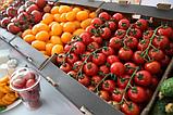 Оптовая продажа томатов, фото 8