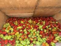 Продажа свежего перца с оптовой базы