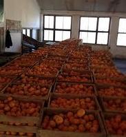 Мандарины оптом