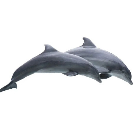 Наклейка Два дельфина на алькорплан ( ПВХ пленка) - фото 2 - id-p75893876
