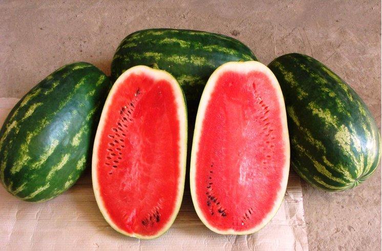 удлиненный арбуз. семена арбуз васко f1. арбуз леди f1. арбуз конго. арбуз кримсон свит.