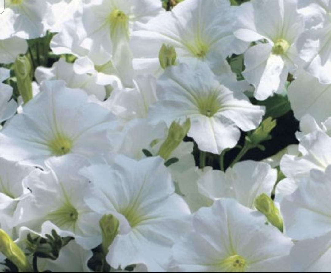 Surfinia White №536