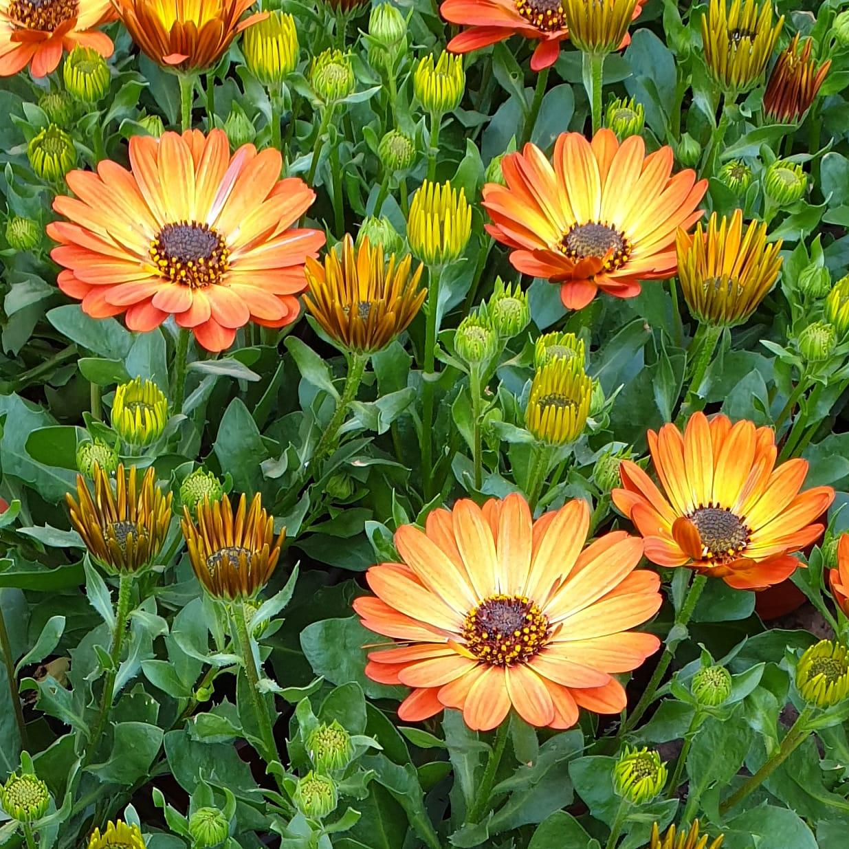 Margarita Orange Flare №602 / подрощенное растение