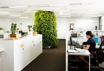 Озеленение офиса и производственных  помещений