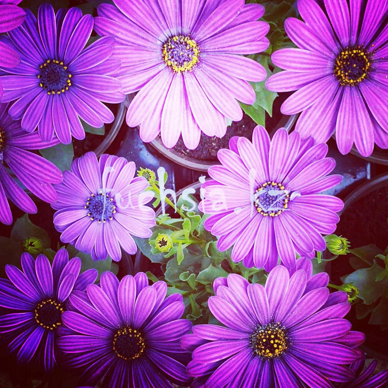 Margarita Cool Purple №601/ подрощенное растение