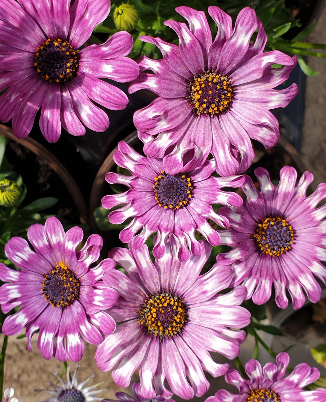 Margarita Purple Spoon №603