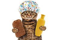 Гигиена, уход и коррекция поведения для кошек