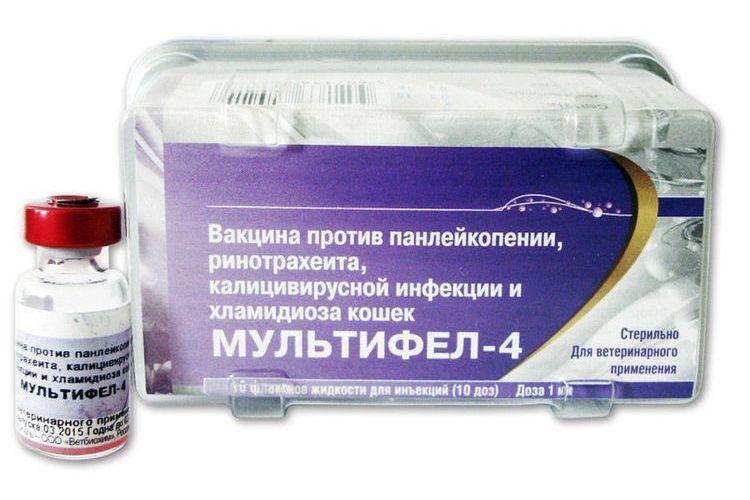 Ежелгі уақыттан бері қара әйелдердің кискаларының фотосуреттері